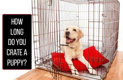 How long can a dog stay in a crate - As people age, they may find themselves facing loneliness and isolation. Fortunately, having a companion dog can help elderly people stay connected and active. Here are some of the...